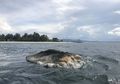 Seekor Paus Ditemukan Membusuk Di Pantai Wisata Pulau Bokori Sulawesi