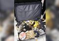 1.500 Kura-kura Diselundupkan Lewat Koper, Ditemukan di Filipina