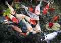 Kurangi Stres hingga Bikin Adem Hunian, Terungkap 9 Langkah Cara Membuat Kolam Ikan di Rumah