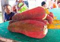 Buah Merah Asal Papua Ini Punya Manfaat Kesehatan yang Menakjubkan