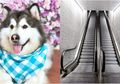 Lucu! Anjing Peliharaan Takut Saat Naik Eskalator, Sampai Harus Digendong