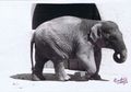 Setelah 43 Tahun Kesepian dan Depresi, Gajah Paling Menyedihkan di Dunia Ini pun Mati