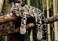 Setelah Dinyatakan Punah Pada 2013, Macan Dahan ini Kembali Terlihat