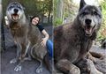 Anjing Serigala 'Raksasa' Ini Jalani Hari-hari Terakhir Hidupnya Setelah Dibuang Pemiliknya