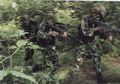 Silent Kill, Kisah Tim Halilintar Kopassus Merayapi Sarang Ular Kobra Sebelum Diam-diam Sergap Markas Pemberontak