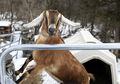 Cerita Unik Lincoln, Seekor Kambing yang Terpilih sebagai 'Wali Kota' di Kota Kecil AS