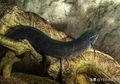 Lungfish, Ikan 'Mayat Hidup' yang Mampu Bertahan Hidup Selama 4 Tahun Meski Tanpa Air