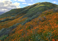 Superbloom, Ketika Gurun Kering Dipenuhi Bunga-Bunga Bermekaran