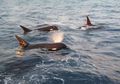 Orca Tipe D, Hewan Langka yang Diduga Spesies Paus Pembunuh Baru