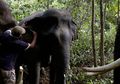 BKSDA Aceh Pasang Kerah Pelacak Pada Gajah Liar Untuk Cegah Konflik