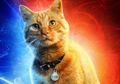 Bukan Cuma Flerken, Ini Dia 7 Kucing Paling Ikonik di Film Hollywood