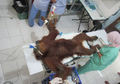 Diterjang 74 Peluru, Orangutan Sumatera Kritis dan Sang Anak Kehilangan Nyawa