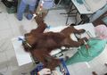74 Peluru Bersarang di Tubuh Orangutan hingga Sebabkan Kritis, Kini Kondisinya Telah Membaik