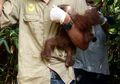 Sedih, Bayi Orangutan Ini Meninggal karena Kelaparan Setelah Induknya Tertembak dan Terluka Parah