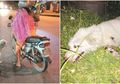 Anjing Ini Lehernya Diikat Lalu Diseret dengan Motor Hingga Luka-luka, Pengendara : Cuma Saya Ajak Jalan-jalan