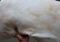 Noda Kuning Muncul di Bantal? Tenang, Begini Cara Mudah Membersihkannya