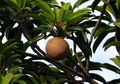 Bukan Cuma Enak dan Manis, Buktikan Sendiri 10 Khasiat Ampuh Buah Sawo jadi Bahan Alami Atasi Gangguan Lambung!