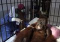 Masih Ingat Orangutan yang Dihujani 74 Peluru? Dokter Bilang Kemungkinan Besar Ia Akan Buta