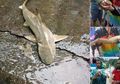 Warga Dibuat Bingung dengan Kemunculan Ikan Hiu dari Gunung Usai Banjir Bandang di Sentani, Peneliti Jelaskan Penyebabnya