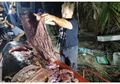 Paus di Filipina Mati dengan 40 Kilogram Sampah Plastik di Perutnya