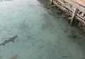 110 Hiu di Penangkaran Karimunjawa Mati Mendadak, Apa Penyebabnya?