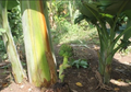 Sering Dibuang, Batang Pohon Pisang Ini Ternyata Punya Banyak Manfaat Obati Penyakit Berbahaya Seperti Ginjal!