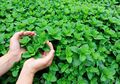 Punya Tanaman Ini di Rumah? Tikus, Laba-laba, dan Serangga Akan Kabur