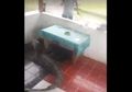 Dari Ikan Hiu Hingga Buaya, Sejumlah Hewan Buas Terdampar di Pemukiman Warga Pasca Banjir Bandang Sentani