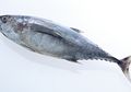 Hasil Tangkapan Capai Rp71 Triliun, Indonesia Jadi Produsen Ikan Tuna Terbesar di Dunia