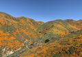 Jumlah Turis Melonjak, Superbloom di Gurun California Alami Kerusakan