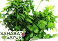 Bukan Cuma Baik untuk ASI, Ranjang #SahabatSayur Bersama Pasangan Bisa Semakin 'Bergetar' Jika Makan Daun Katuk