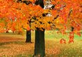 Tak Sembarangan Pohon, Batang Maple Ini Ternyata Bisa Memproduksi Minuman, Kok Bisa?