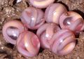 Bukan Kelereng, Tapi Bola-bola Kecil Itu Adalah Telur Amfibi di Mana Ketika Besar Mereka Akan Mirip Seperti Ular