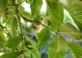 Nyesel Telat Coba, Air Rebusan Daun Jambu Biji Tak Cuma Ampuh Cegah Keriput Tapi Juga Mengatasi Kulit Berjerawat, Begini Cara Pakainya