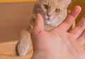Berawal Dari Dicakar Kucing, Seorang Bocah 14 Alami Gangguan Mental Hingga Skizofernia, Kok Bisa?