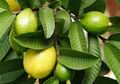 5 Manfaat Hebat dari Daun Jambu Biji, Atasi Diabetes Hingga Kolesterol