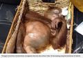 Orangutan dari Jawa Dibius dan Dimasukkan ke Dalam Kopor oleh Turis Asal Rusia yang Berusaha Menyelundupkannya