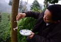 Tradisi Orang China 'Memberi Makan' Pohon, Ini Dia yang Justru Bikin Subur dan Lebat, Berani Buktikan?