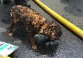 Meski Tubuhnya Hangus Terbakar, Anak Anjing Ini Masih Bisa Bertahan Hidup