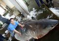 Hiu Putih Besar yang Sedang Hamil Ditangkap dan Dijual di Taiwan