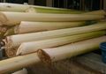 5 Manfaat Konsumsi Batang Pohon Pisang, Sembuhkan Diabetes Hingga Obati Gagal Ginjal