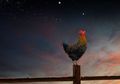 Pertanda Alam dan Bukan Mitos, Ini yang akan Terjadi Jika Ayam Jago Berkokok di Tengah Malam dan Angsa Tidur Berdiri dengan Satu Kaki