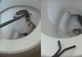Seorang Ibu Terkejut Ular Kobra Berbisa Muncul di Lubang Toilet ketika Putri Kecilnya Duduk di Toilet