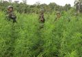Inilah Ladang Ganja Tersembunyi di Aceh Gayo, Baru Ditemukan Setelah Seberangi Sungai dan Menerobos Hutan