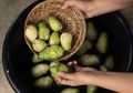 Tikus di Rumah Dijamin Mabok dan Pergi dalam Waktu Cepat Hanya dengan Buah Mengkudu, Begini Cara Mudahnya Moms