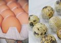 Telur Ayam atau Telur Puyuh, Mana yang Lebih Menyehatkan? Mari Kita Lihat Kandungan Gizinya!
