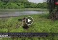 Merasa Senang Karena Dapat Tangkapan Bagus, Tiba-tiba Buaya Besar Menghampiri dan Mencuri Ikan Pemancing Ini
