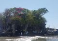 Pura Tanah Lot Dijaga Ular Suci yang Bisanya Lebih Beracun dari Kobra