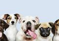 Jangan Pelihara Anjing Jika Moms Tak Punya Hal yang Disebutkan Dokter Hewan dan Pelatih Anjing Ini!