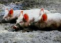 Nenek Ini Suka Beri Makan Babi Peliharaan dengan Mayat Manusia, Kejahatannya Terbongkar Oleh Cucunya Sendiri